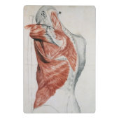 Mini Porte-bloc Anatomie humaine ; Muscles du torse et de l'épaule (Dos)
