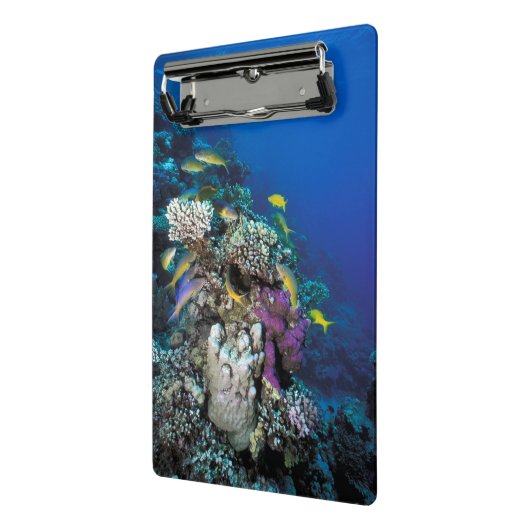 Mini Porte-bloc Around Small Coral (Angle2)