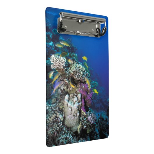 Mini Porte-bloc Around Small Coral (Incliné)