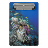 Mini Porte-bloc Around Small Coral (Devant)