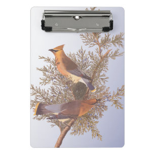 Mini Porte-bloc Audubon Cedar Waxwing Bird on Evergreen Juniper