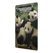 Mini Porte-bloc Bébés panda géant Ailuropoda melanoleuca) (Angle2)
