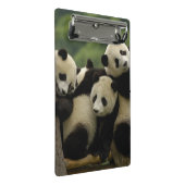 Mini Porte-bloc Bébés panda géant Ailuropoda melanoleuca) (Incliné)