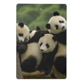 Mini Porte-bloc Bébés panda géant Ailuropoda melanoleuca) (Dos)