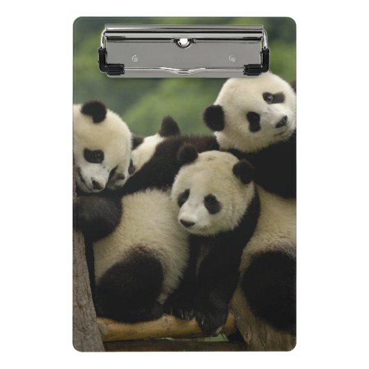 Mini Porte-bloc Bébés panda géant Ailuropoda melanoleuca) (Devant)