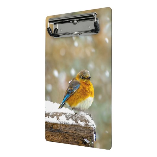 Mini Porte-bloc Bleuet de l'Est en neige - Photo originale (Angle2)