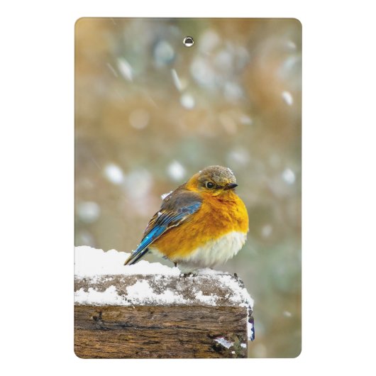 Mini Porte-bloc Bleuet de l'Est en neige - Photo originale (Dos)