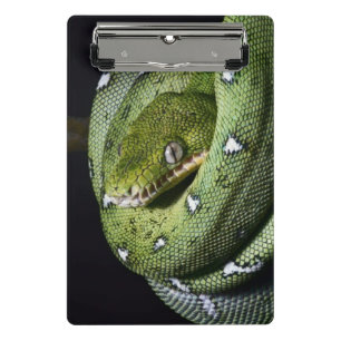 Mini Porte-bloc Boa vert de serpent vert d'arbre en Bolivie