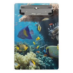 Mini Porte-bloc Corail et poissons en Mer Rouge, Egypte