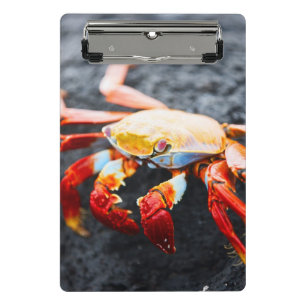 Mini Porte-bloc Crabe de lightfoot de sortie sur une roche noire