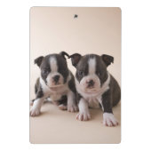 Mini Porte-bloc Deux chiots de Boston Terrier (Dos)