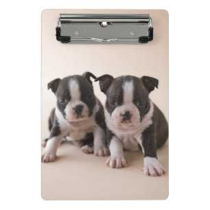Mini Porte-bloc Deux chiots de Boston Terrier