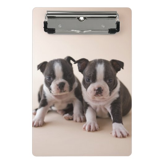 Mini Porte-bloc Deux chiots de Boston Terrier (Devant)