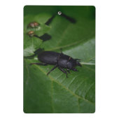 Mini Porte-bloc Dorcus parallelipipedus, le moindre dendroctone du (Dos)