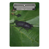 Mini Porte-bloc Dorcus parallelipipedus, le moindre dendroctone du (Devant)