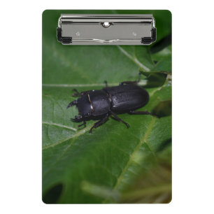 Mini Porte-bloc Dorcus parallelipipedus, le moindre dendroctone du