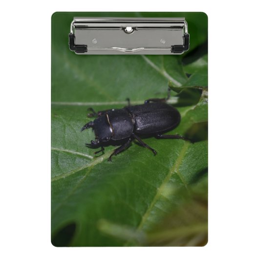 Mini Porte-bloc Dorcus parallelipipedus, le moindre dendroctone du (Devant)