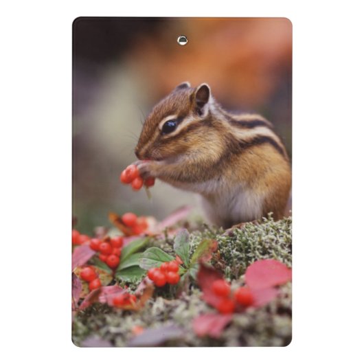 Mini Porte-bloc Écureuil (Dos)