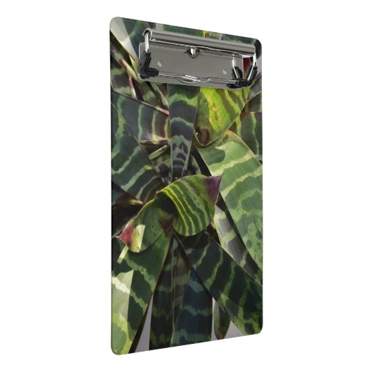 Mini Porte-bloc Feuille rayé d'usine de Vriesea Splendens (Incliné)