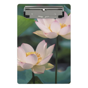 Mini Porte-bloc Fleur de lotus en fleurs, Chine