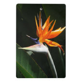 Mini Porte-bloc Flower tropical orange paradise (Dos)