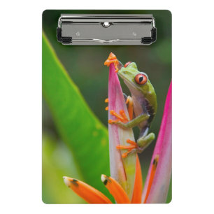 Mini Porte-bloc Grenouille aux yeux rouges, Costa Rica