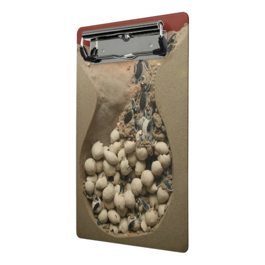 Mini Porte-bloc Hachure d'oeufs de tortue de bébé (Angle2)