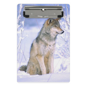 Mini Porte-bloc Loup gris assis dans la neige, Canis lupus