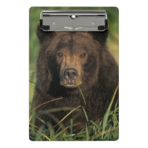 Mini Porte-bloc ours brun, Ursus arctos, grizzly, Ursus 9