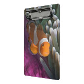 Mini Porte-bloc Poisson clown occidental (Angle2)