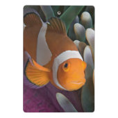 Mini Porte-bloc Poisson clown occidental (Dos)