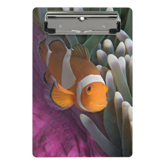 Mini Porte-bloc Poisson clown occidental (Devant)