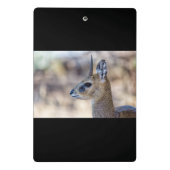 Mini Porte-bloc Portrait Klipspringer (Dos)