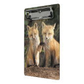 Mini Porte-bloc Poupe Red Fox devant den Vulpes vulpes (Angle2)