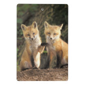 Mini Porte-bloc Poupe Red Fox devant den Vulpes vulpes (Dos)