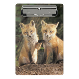 Mini Porte-bloc Renardeau devant terrier Vulpes vulpes