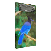 Mini Porte-bloc Steller's Jay Painting - Art original pour oiseaux (Incliné)