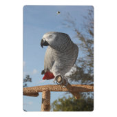 Mini Porte-bloc Superbe perroquet gris africain (Dos)
