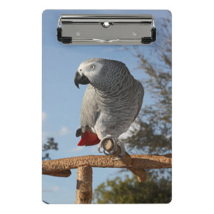 Mini Porte-bloc Superbe perroquet gris africain