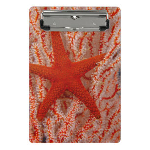 Mini Porte-bloc Thaïlande Sea Star Aka Starfish