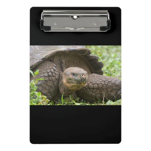 Mini Porte-bloc Tortue géante (Devant)