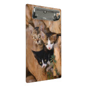 Mini Porte-bloc Trois mignons Curious Chat Kittens drôle Photo (Incliné)