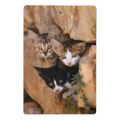 Mini Porte-bloc Trois mignons Curious Chat Kittens drôle Photo (Dos)
