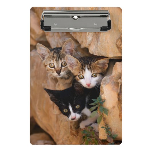 Mini Porte-bloc Trois mignons Curious Chat Kittens drôle Photo (Devant)