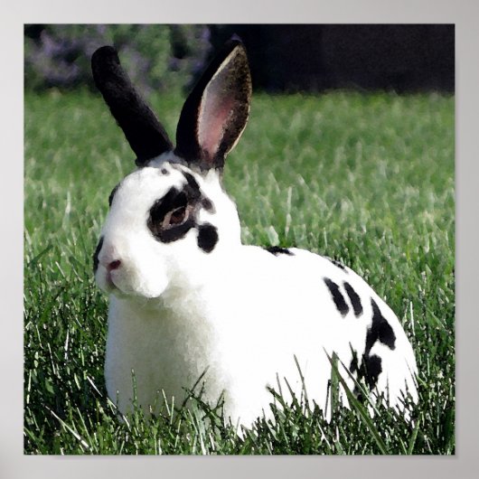 Mini Rex bunny poster (Voorkant)
