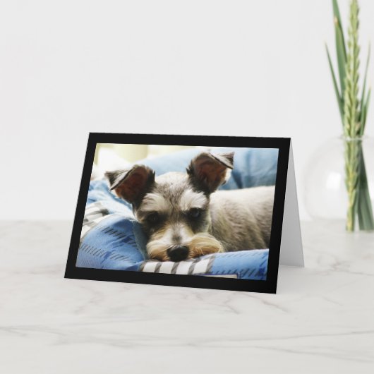 Mini Schnauzer Feestdagen Kaart (Voorkant)