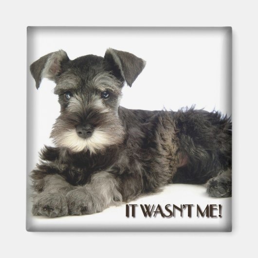 Mini Schnauzer magneet (Voorkant)