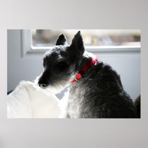 Mini Schnauzer Poster