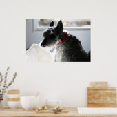 Mini Schnauzer Poster (Keuken)