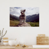 Mini Schnauzer Poster (Keuken)